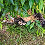Oslo participe au concours pour gagner de l'argent avec cette photo : animal, bush, cat, closeup, daylight, fur, grass, green, leaves, mammal, nature, outdoor, peaceful, pet, relaxing, resting, sleeping, sunlight, tabby, wildlife