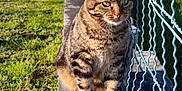 Oslo a rejoint le concours — aidez-le/la à gagner de superbes lots ! abyssinian, animal, backyard, cat, city, den, fence, grass, indoors, lawn, manx, nature, outdoors, park, path, pet, plant, sidewalk, walkway, yard