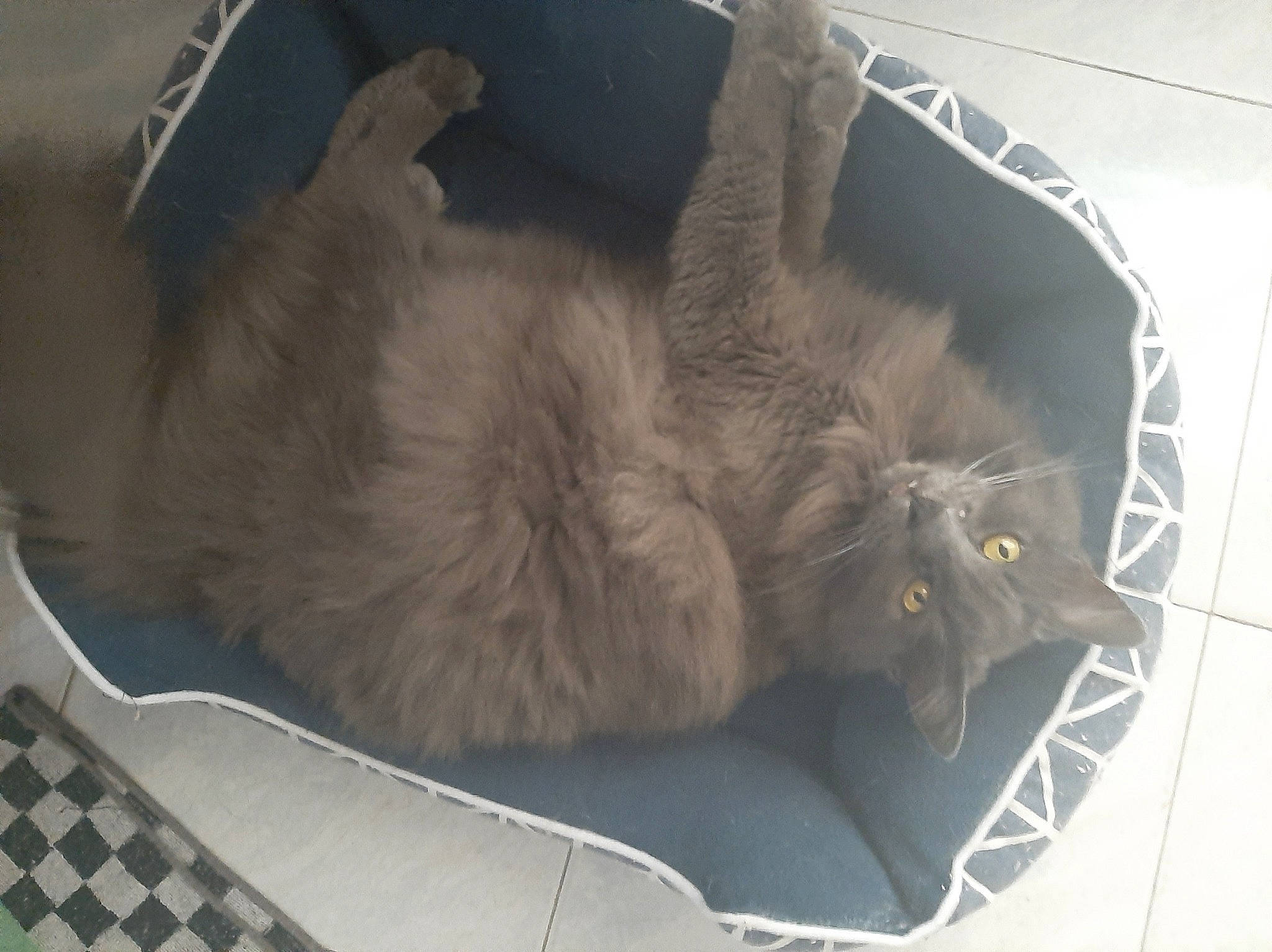 Bibi participe au concours pour gagner de l'argent avec cette photo : box, canidae, carnivore, cat, claw, comfort, dog_breed, domestic_short_haired_cat, fawn, felidae, fur, grey, nap, paw, small_to_medium_sized_cats, snout, sporting_group, tail, terrestrial_animal, whiskers