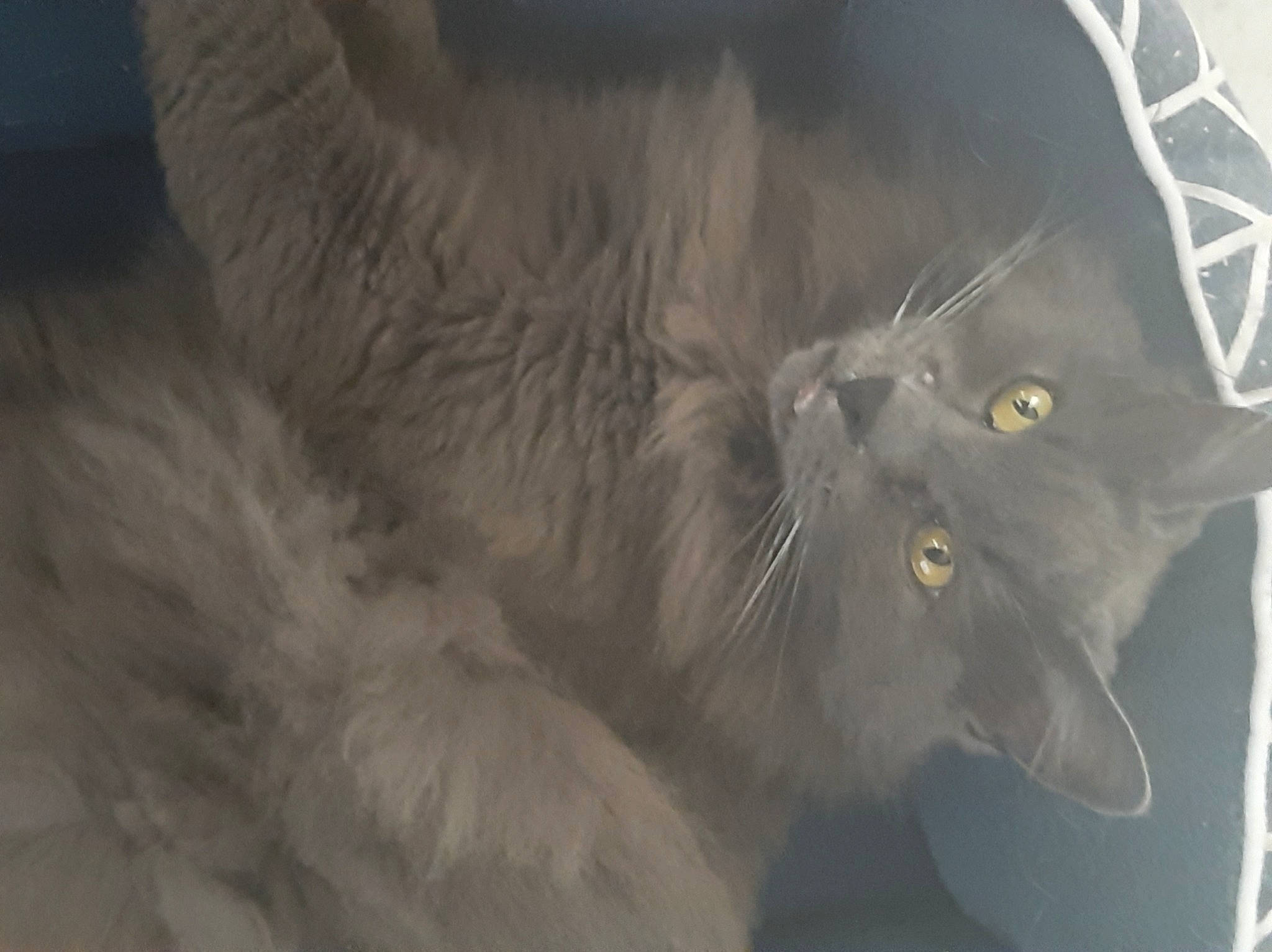 Bibi a rejoint le concours — aidez-le/la à gagner de superbes lots ! black_cat, carnivore, cat, claw, comfort, darkness, domestic_short_haired_cat, felidae, fur, grey, mammal, paw, russian_blue, small_to_medium_sized_cats, tail, terrestrial_animal, vertebrate, whiskers