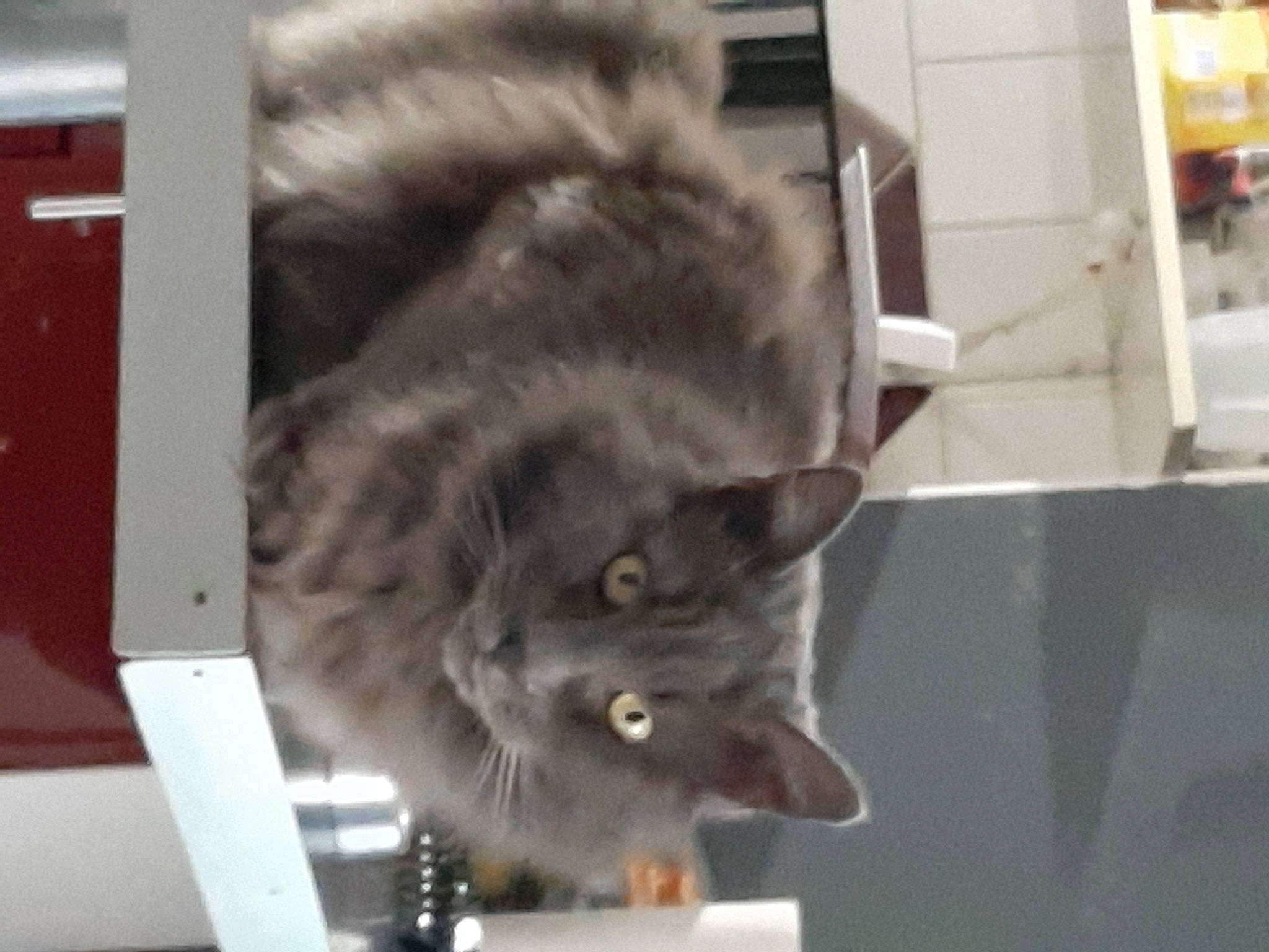 Bibi participe au concours pour gagner de l'argent avec cette photo : british_longhair, carnivore, cat, chartreux, claw, domestic_short_haired_cat, felidae, fur, grey, russian_blue, small_to_medium_sized_cats, snout, tail, whiskers