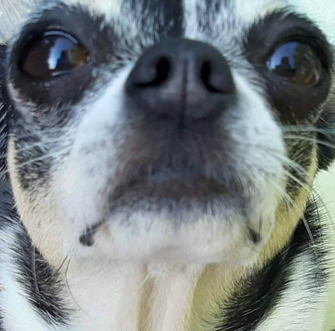 Bounty a rejoint le concours — aidez-le/la à gagner de superbes lots ! canidae, carnivore, close_up, companion_dog, dog, dog_breed, ear, eyewear, fawn, fur, iris, paw, photography, puppy, snout, sporting_group, terrestrial_animal, whiskers, wildlife, working_animal