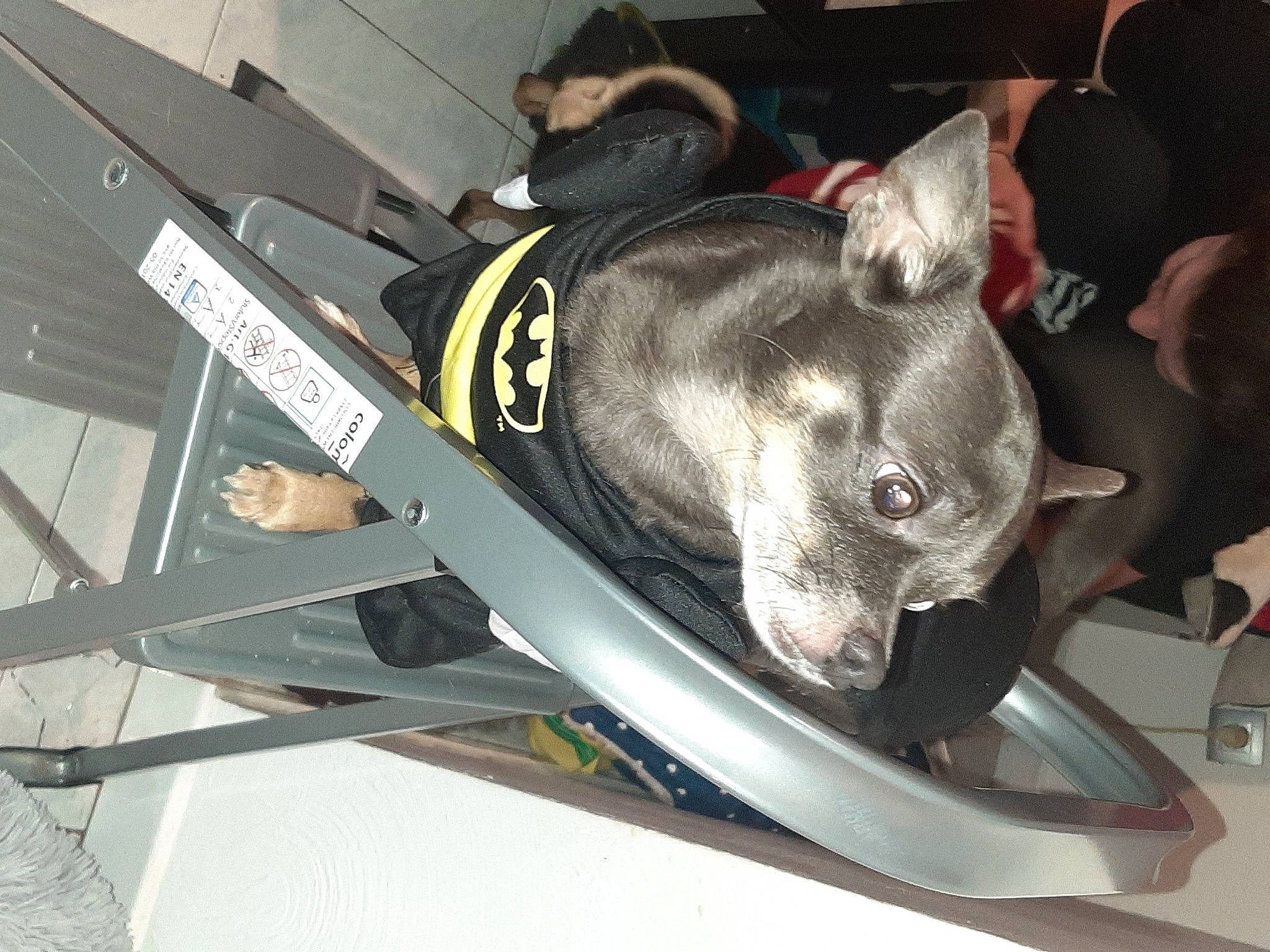 Dorlisse a rejoint le concours — aidez-le/la à gagner de superbes lots ! auto_part, automotive_design, automotive_exterior, automotive_wheel_system, bicycle_part, bumper, canidae, carnivore, collar, companion_dog, dog, dog_breed, dog_collar, fawn, metal, motor_vehicle, non_sporting_group, rim, snout, sporting_group