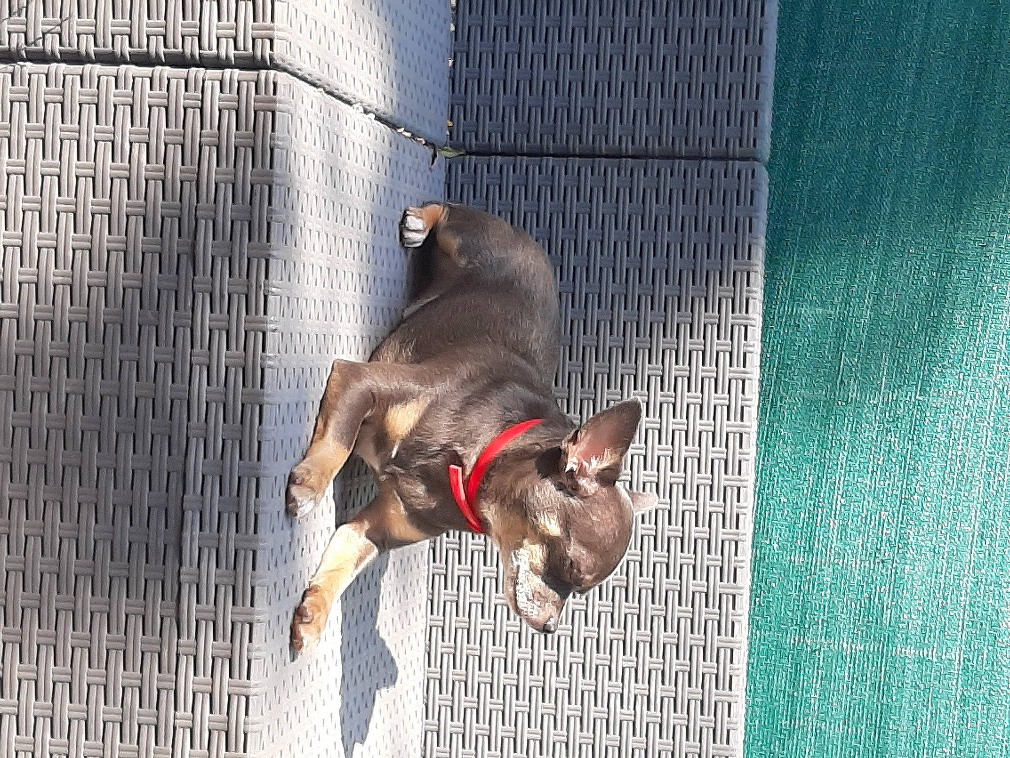 Dorlisse a rejoint le concours — aidez-le/la à gagner de superbes lots ! cage, canidae, carnivore, collar, companion_dog, dog, dog_breed, dog_crate, dog_supply, fawn, leash, liver, mammal, mesh, pet_supply, snout, sporting_group, tail, toy_dog, working_animal