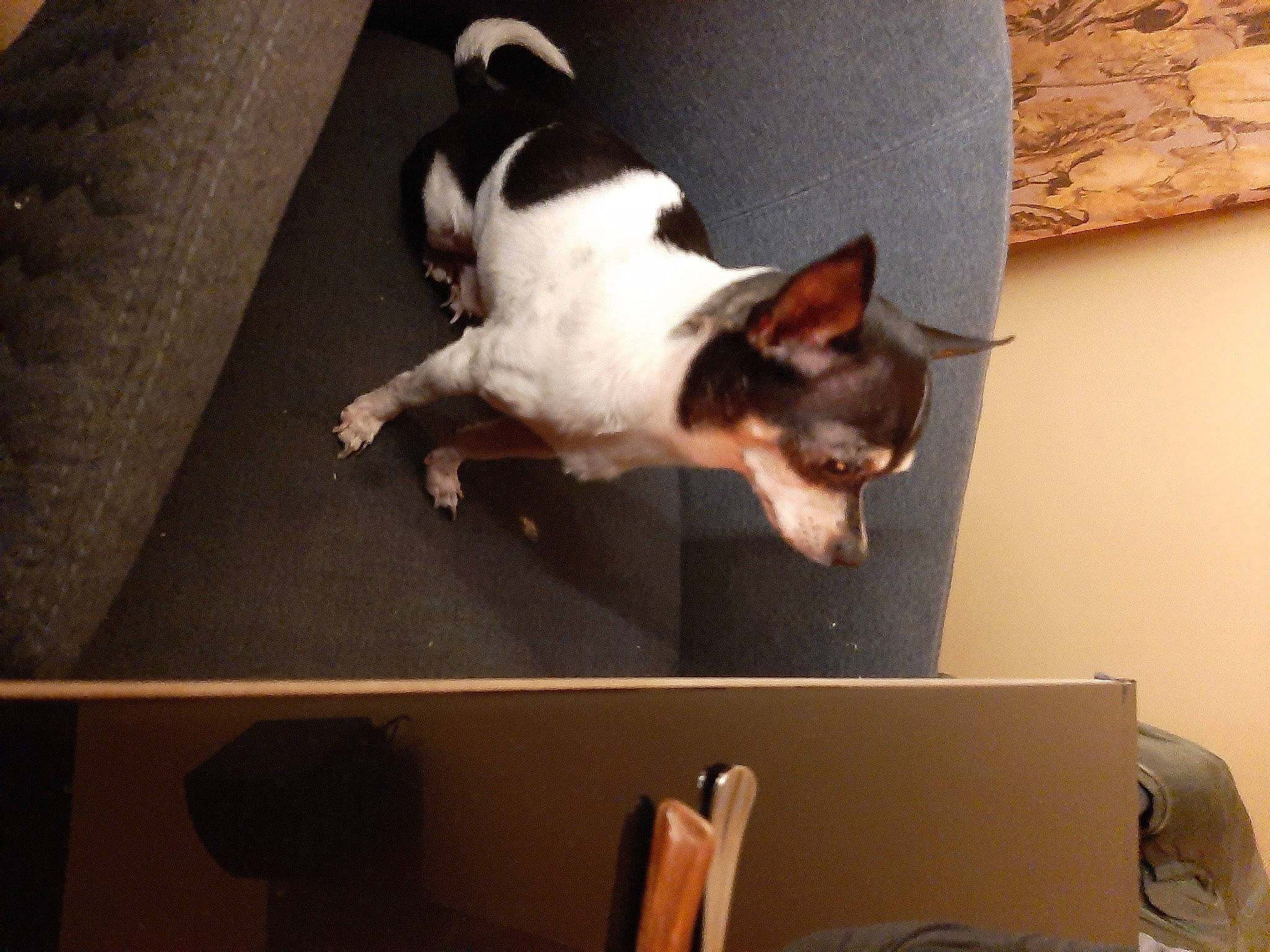 Billy a rejoint le concours — aidez-le/la à gagner de superbes lots ! carnivore, cat, comfort, companion_dog, dog, dog_breed, ear, eye, fawn, felidae, fur, paw, room, small_to_medium_sized_cats, snout, sporting_group, tail, toy_dog, whiskers, wood