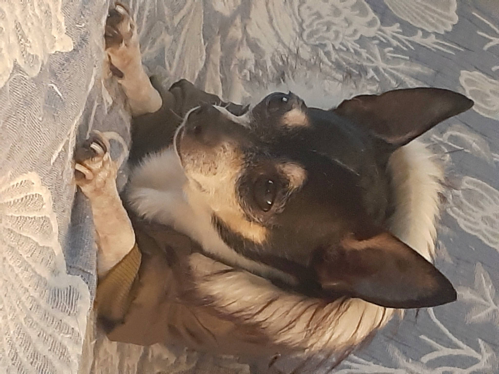 Billy participe au concours pour gagner de l'argent avec cette photo : art, canidae, carnivore, comfort, companion_dog, dog, dog_breed, ear, fawn, foot, fur, guard_dog, happy, jaw, paw, snout, sporting_group, visual_arts, whiskers, working_animal