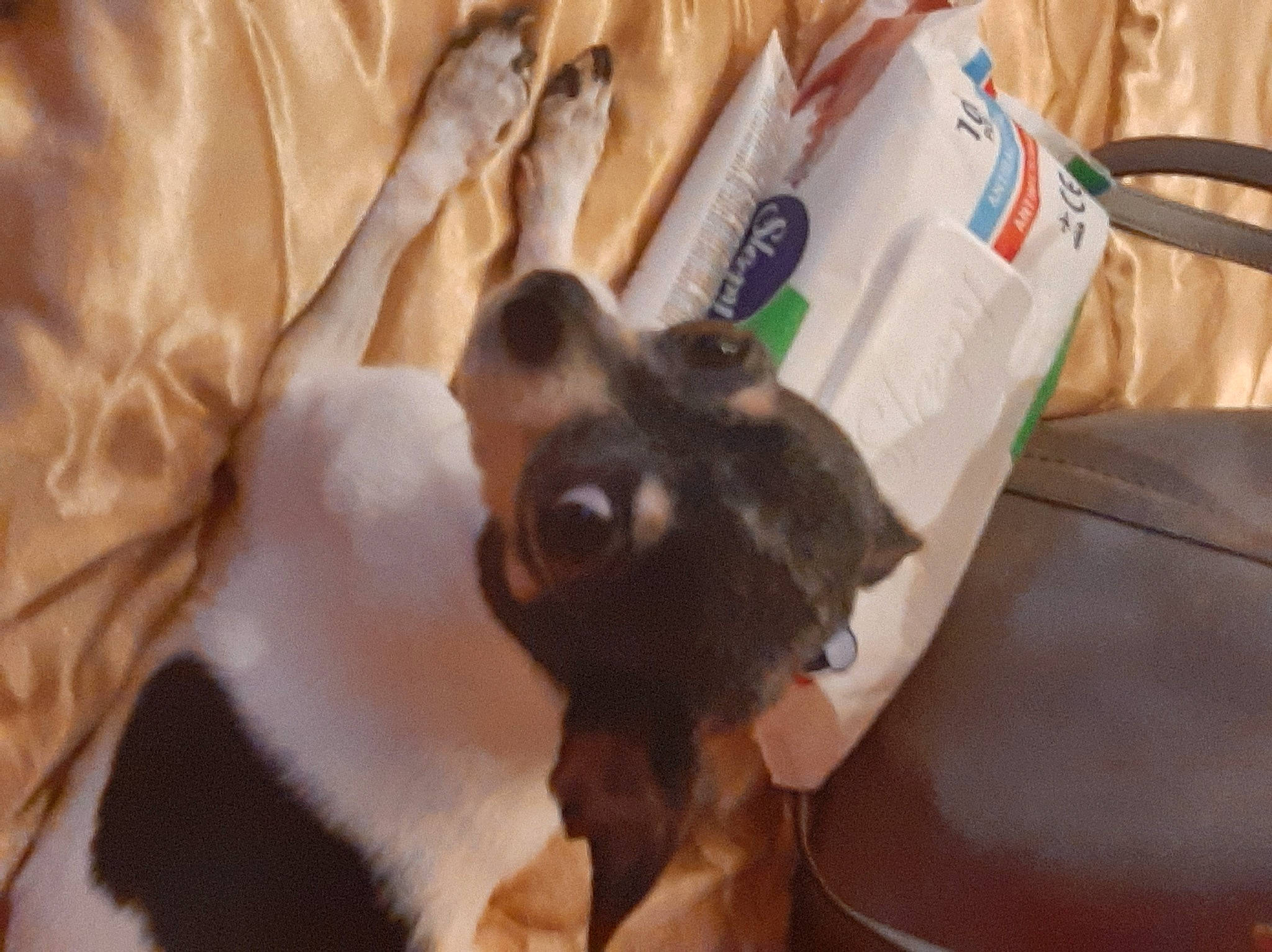 Zoé a rejoint le concours — aidez-le/la à gagner de superbes lots ! canidae, carnivore, comfort, companion_dog, dog, dog_breed, fawn, felidae, fur, linens, non_sporting_group, room, small_to_medium_sized_cats, sporting_group, toy_dog, whiskers, working_animal