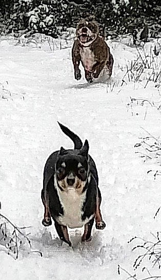 Django participe au concours pour gagner de l'argent avec cette photo : black, canidae, carnivore, companion_dog, dog, dog_breed, freezing, mammal, non_sporting_group, photograph, snout, snow, sporting_group, tail, toy_dog, vertebrate, white, winter, working_animal, working_dog