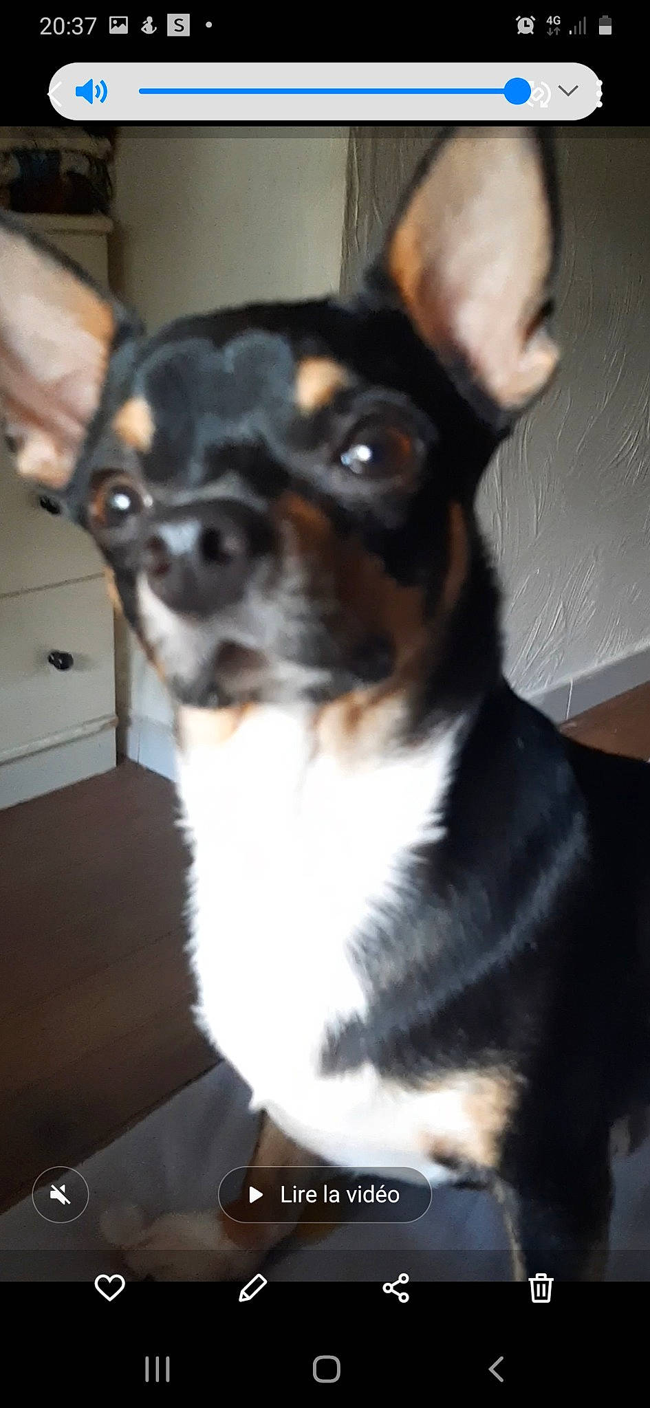 Django a rejoint le concours — aidez-le/la à gagner de superbes lots ! cabinetry, canidae, carnivore, chest_of_drawers, companion_dog, dog, dog_breed, ear, fawn, fur, non_sporting_group, puppy, snout, sporting_group, toy_dog, whiskers, working_animal, working_dog