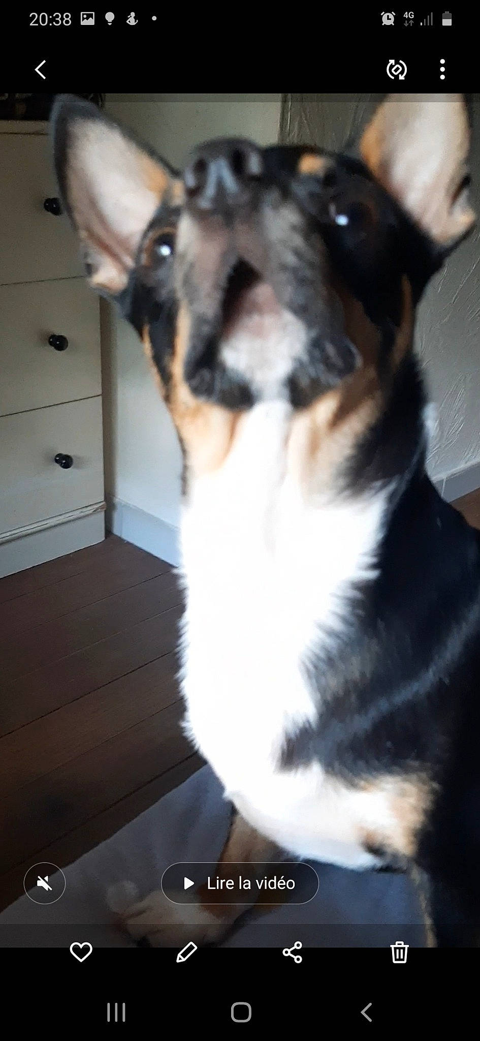 Django a rejoint le concours — aidez-le/la à gagner de superbes lots ! cabinetry, carnivore, companion_dog, dog, dog_breed, felidae, fur, guard_dog, herding_dog, paw, pet_supply, puppy, small_to_medium_sized_cats, snout, sporting_group, tail, terrestrial_animal, whiskers, working_animal, working_dog