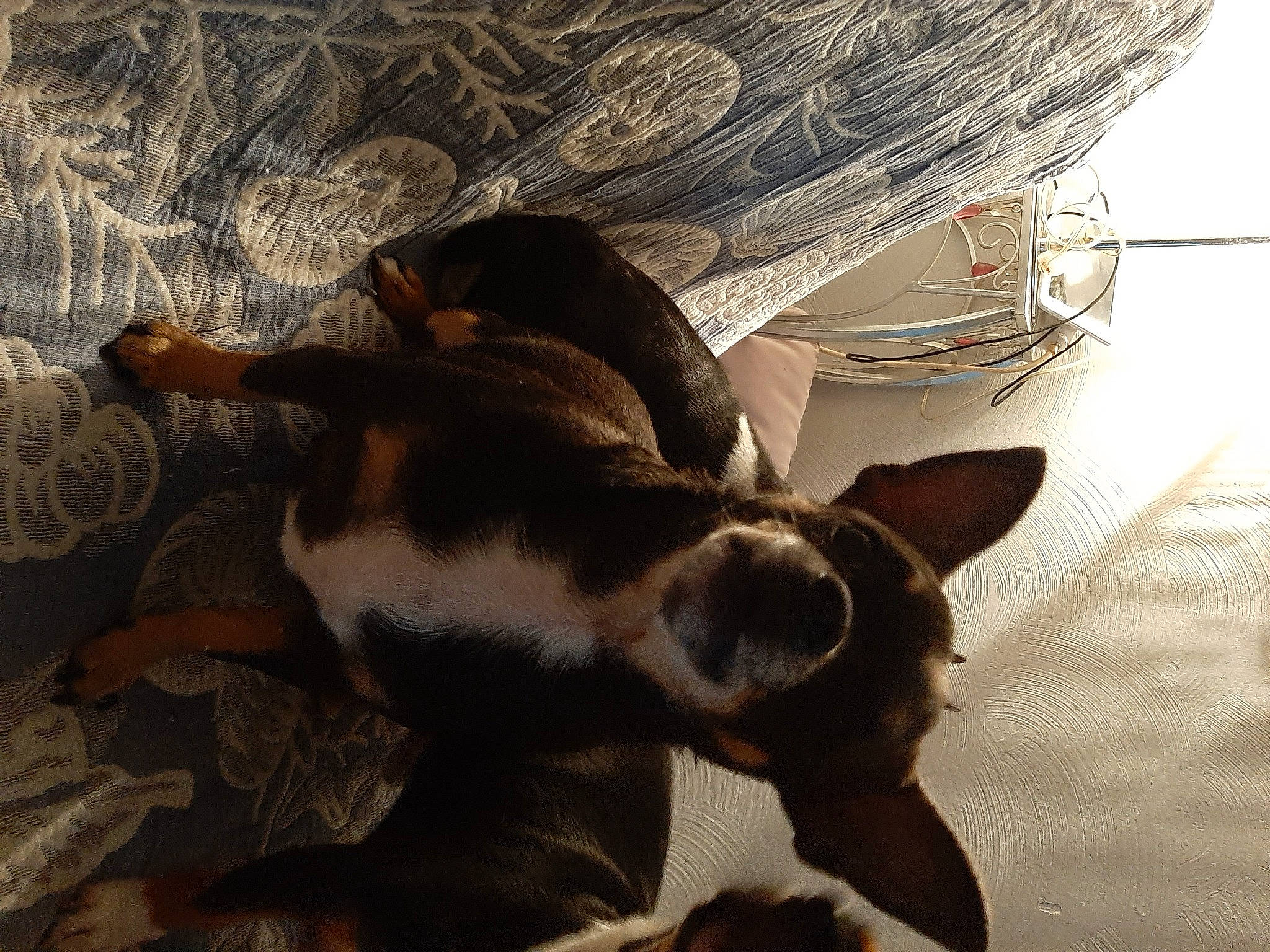 Okinawa participe au concours pour gagner de l'argent avec cette photo : carnivore, cat, comfort, companion_dog, dog, dog_breed, ear, felidae, flooring, fur, human_leg, linens, paw, room, small_to_medium_sized_cats, sporting_group, tail, tints_and_shades, whiskers, wood