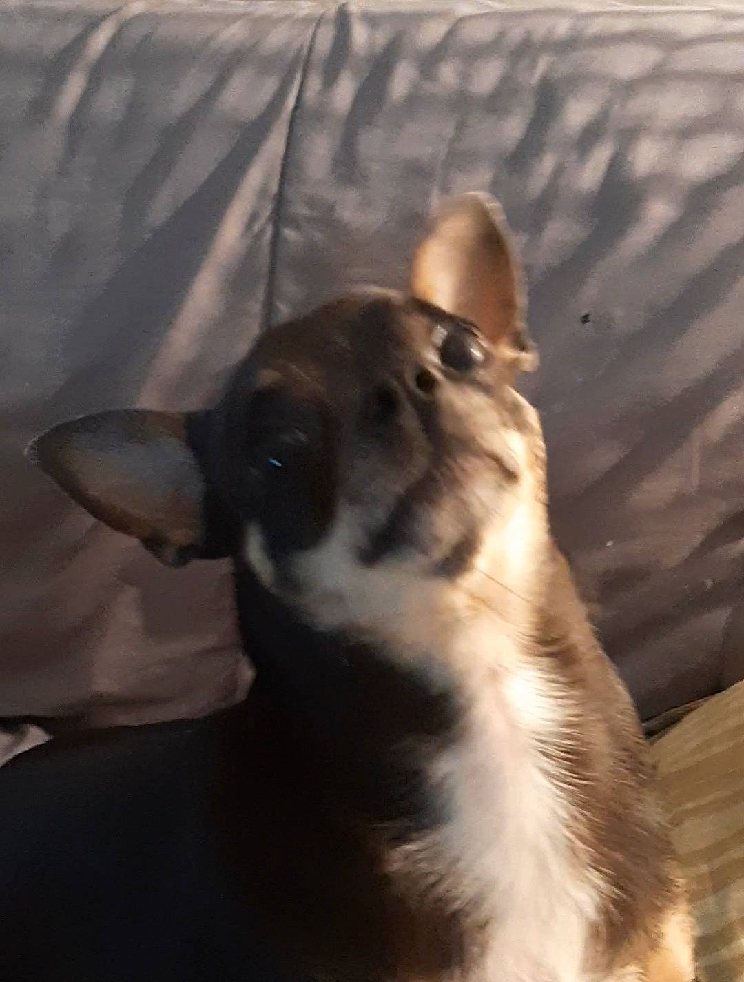 Okinawa participe au concours pour gagner de l'argent avec cette photo : canidae, carnivore, companion_dog, dog, dog_breed, felidae, fur, non_sporting_group, paw, puppy, shadow, small_to_medium_sized_cats, sporting_group, street_dog, tail, terrestrial_animal, toy_dog, whiskers, working_dog