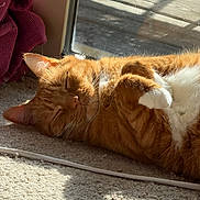 Dash joined the competition — help win amazing prizes! cat, ginger_cat, sleeping, sunlight, indoor, carpet, window, relaxed, pet, feline, white_paws, cozy, napping, domestic_cat, fur, whiskers, closeup, resting, curled_up, home