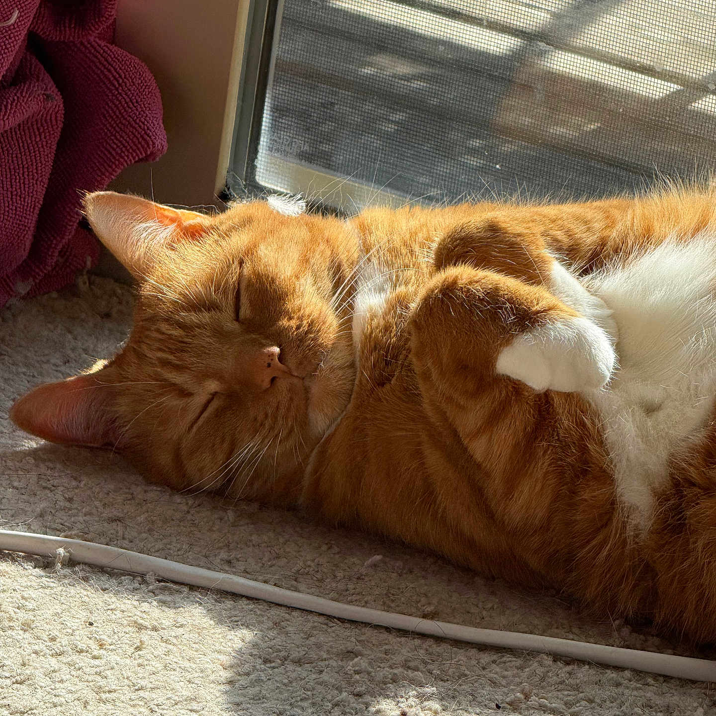 Dash joined the competition — help win amazing prizes! cat, ginger_cat, sleeping, sunlight, indoor, carpet, window, relaxed, pet, feline, white_paws, cozy, napping, domestic_cat, fur, whiskers, closeup, resting, curled_up, home