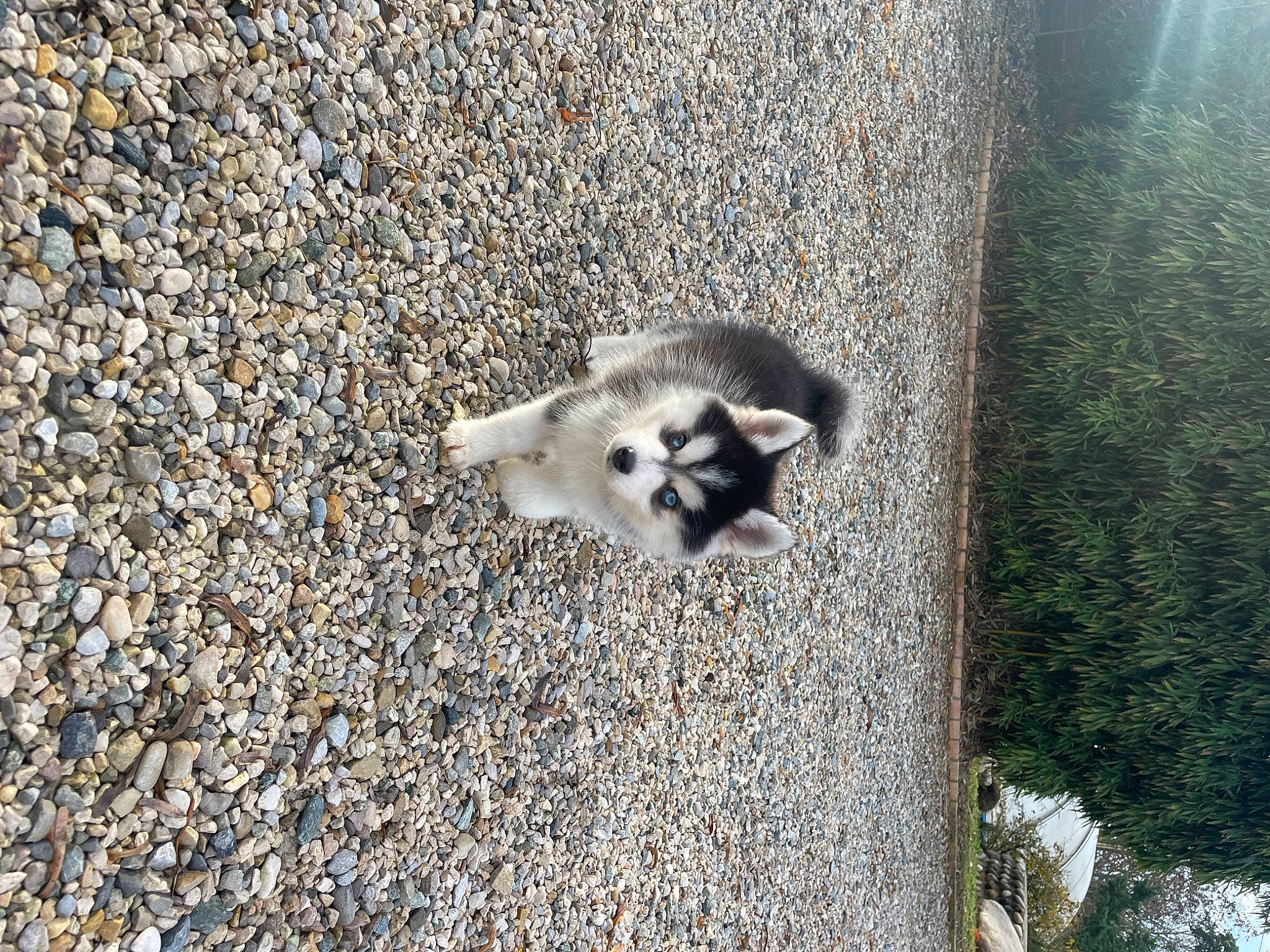 Tia participe au concours pour gagner de l'argent avec cette photo : canidae, carnivore, common_opossum, dog_breed, fur, opossum, road_surface, shadow, soil, tail, terrestrial_animal, virginia_opossum, wildlife