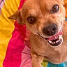 Chocolate joined the competition — help win amazing prizes! dog, small_dog, close_up, tongue_out, happy, pet, animal, colorful_blanket, bright_colors, red, yellow, pink, blue, fur, canine, playful, indoors, cute, portrait, smiling