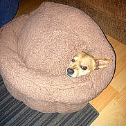 Chocolate joined the competition — help win amazing prizes! dog, blanket, brown, floor, couch, pet, indoor, cute, snug, wrapped, small_dog, fur, ears, face, looking, cozy, home, carpet, wooden_floor, relaxed