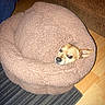 dog, blanket, brown, floor, couch, pet, indoor, cute, snug, wrapped, small_dog, fur, ears, face, looking, cozy, home, carpet, wooden_floor, relaxed