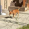 Chocolate joined the competition — help win amazing prizes! dog, brown_dog, small_dog, concrete, patio, shadow, stairs, grass, outdoor, sunlight, daytime, canine, animal, pet, sniffing, curious, walking, side_view, yard, backyard