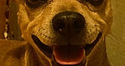 Chocolate is registered to the contest to win money with this photo: dog, pet, close_up, smiling, tongue_out, indoor, brown_fur, small_dog, cute, animal, mammal, face, ears, friendly, happy, canine, portrait, domestic, companion, furry