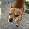 dog, brown, small_dog, canine, pet, outdoor, concrete, shadow, ears, face, fur, animal, looking_up, alert, close_up, standing, pavement, daylight, snout, whiskers