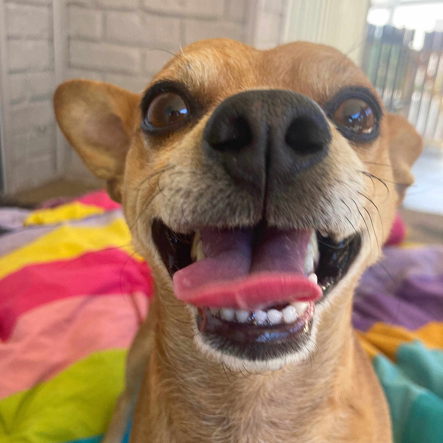 Chocolate joined the competition — help win amazing prizes! dog, close_up, smiling, tongue_out, happy, small_dog, pet, canine, brown_fur, indoor, blanket, colorful, portrait, face, ears, whiskers, teeth, bright_eyes, nose, animal