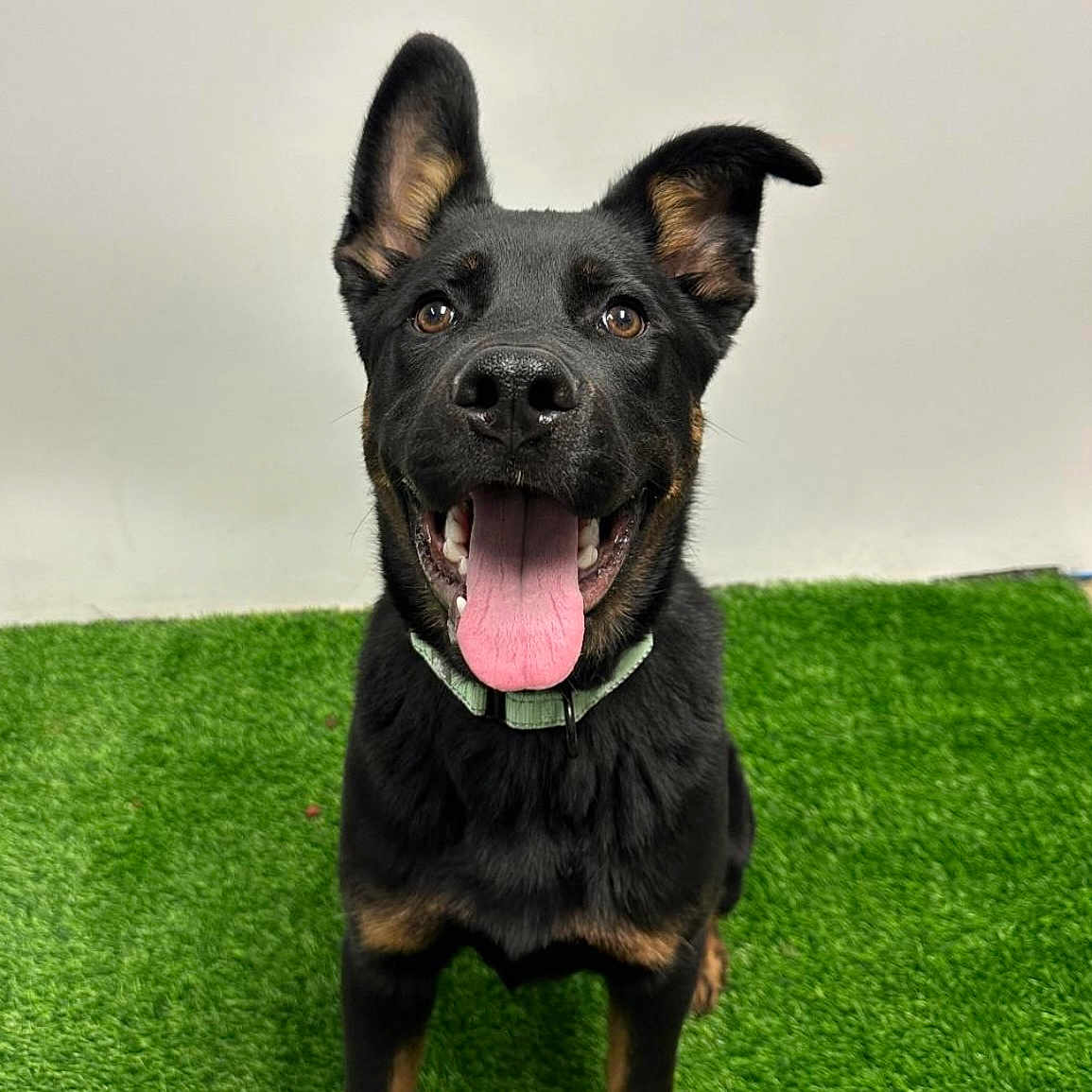 Ercules is registered to the contest to win money with this photo: animal, ball, bodypart, canine, dog, germanshepherd, grass, labradorretriever, lawn, mouth, person, pet, plant, policedog, puppy, snout, sport, tennis, tennisball, tongue