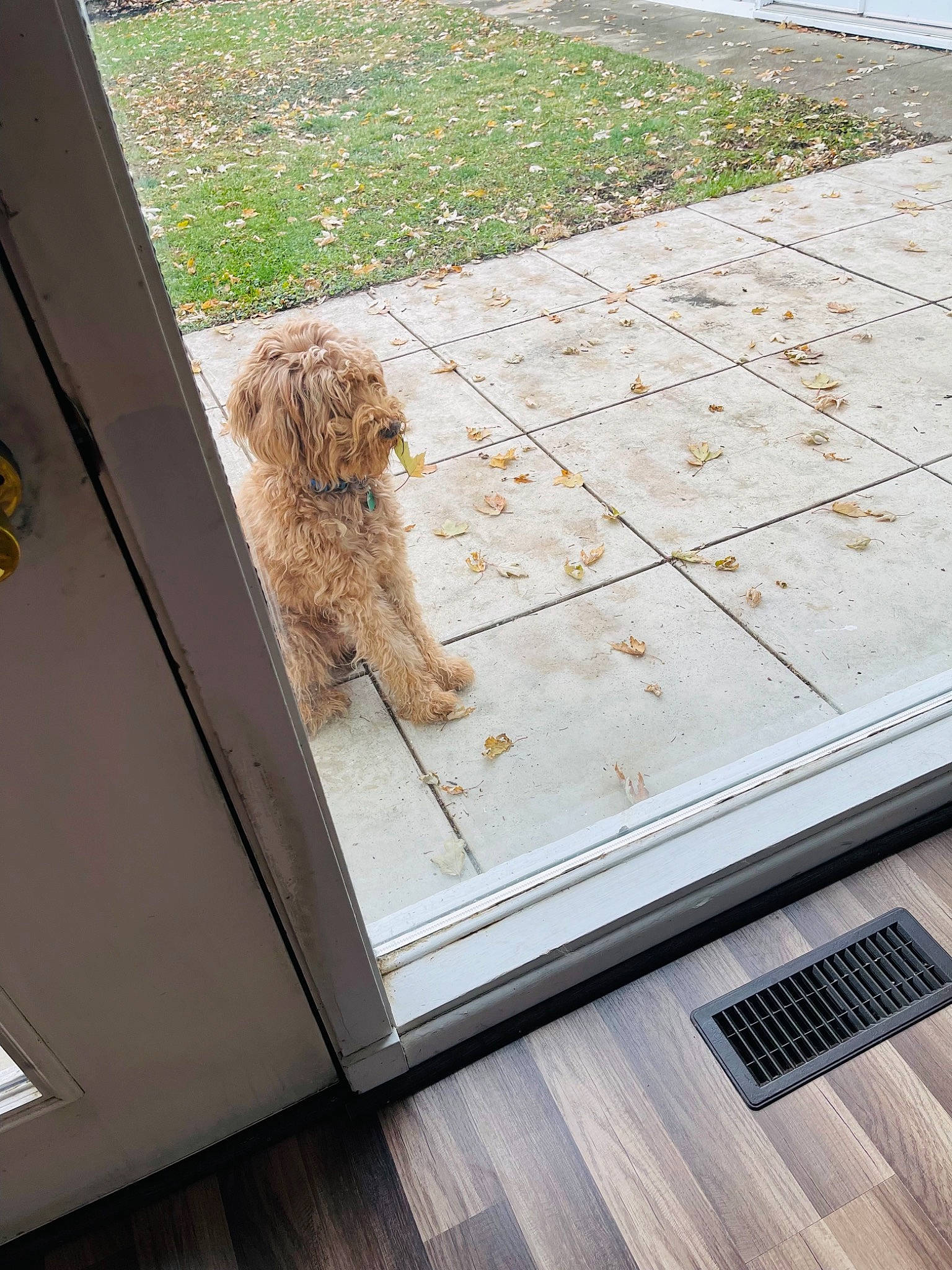 Pikachu is registered to the contest to win money with this photo: carnivore, companion_dog, dog, dog_breed, fawn, felidae, floor, flooring, grass, hardwood, plank, plant, rectangle, road_surface, roof, table, tail, window, wood, wood_stain