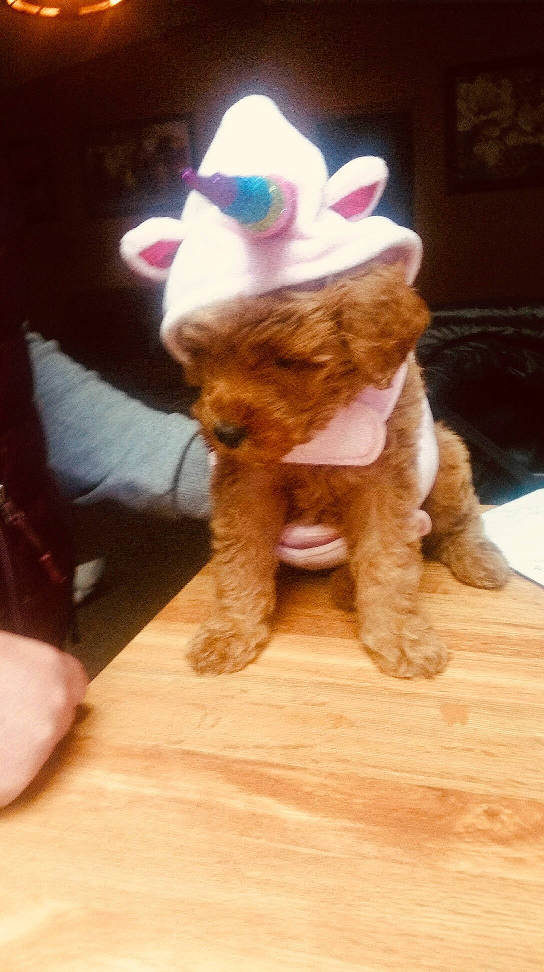 Pikachu joined the competition — help win amazing prizes! art, canidae, companion_dog, costume_hat, dog_breed, event, fawn, felidae, flooring, fur, hardwood, hat, party_hat, plush, sporting_group, stuffed_toy, tail, toy, wood, working_animal