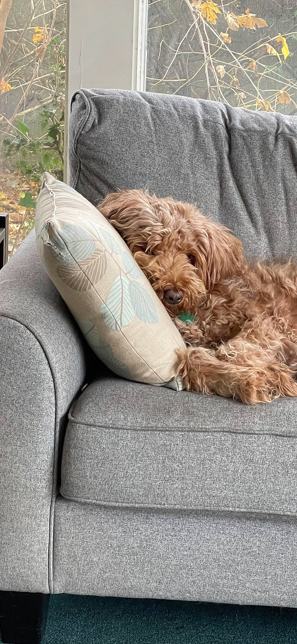 Pikachu is registered to the contest to win money with this photo: armrest, car_seat, carnivore, chair, comfort, companion_dog, couch, dog, dog_breed, fawn, fur, grass, human_leg, liver, plant, sitting, sporting_group, window, wood, working_animal