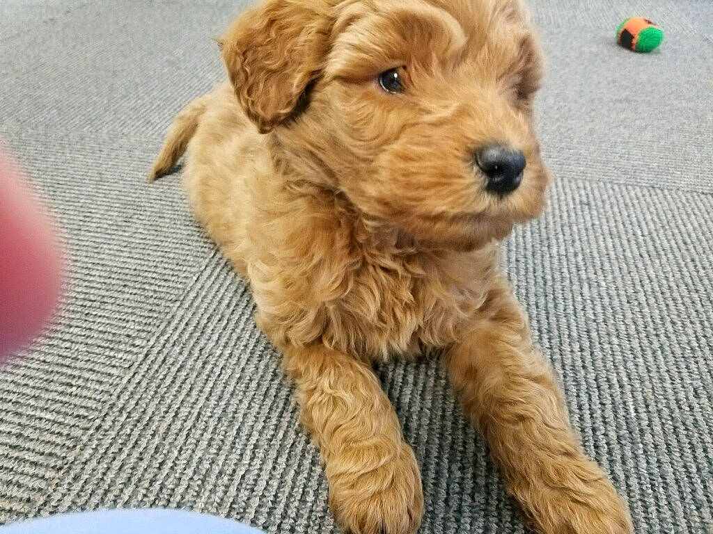 Pikachu joined the competition — help win amazing prizes! ball, canidae, carnivore, companion_dog, dog, dog_breed, dog_collar, dog_supply, fawn, fur, liver, maltepoo, small_terrier, sporting_group, terrestrial_animal, terrier, toy, toy_dog, working_animal, yorkipoo