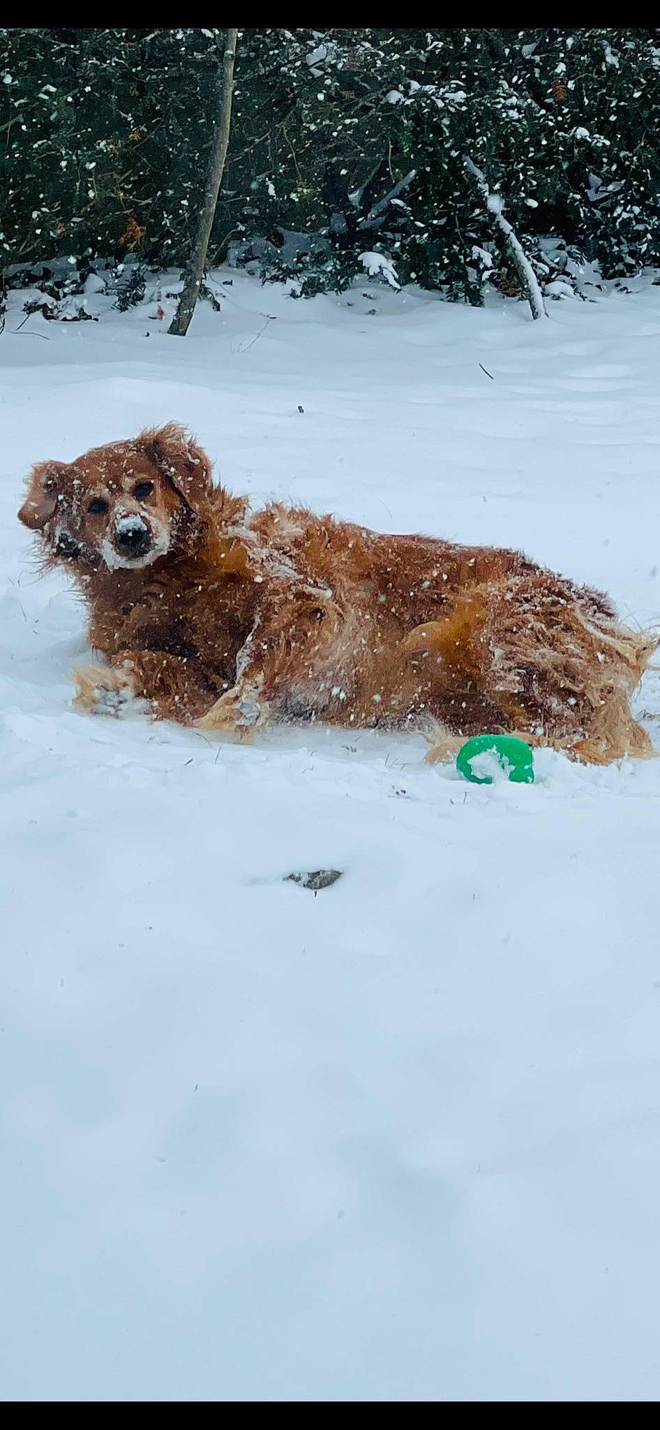 Avery is registered to the contest to win money with this photo: canidae, carnivore, companion_dog, dog, dog_breed, fawn, freezing, fur, gun_dog, liver, mammal, retriever, slope, snow, spaniel, sporting_group, terrestrial_animal, water_dog, wildlife, winter