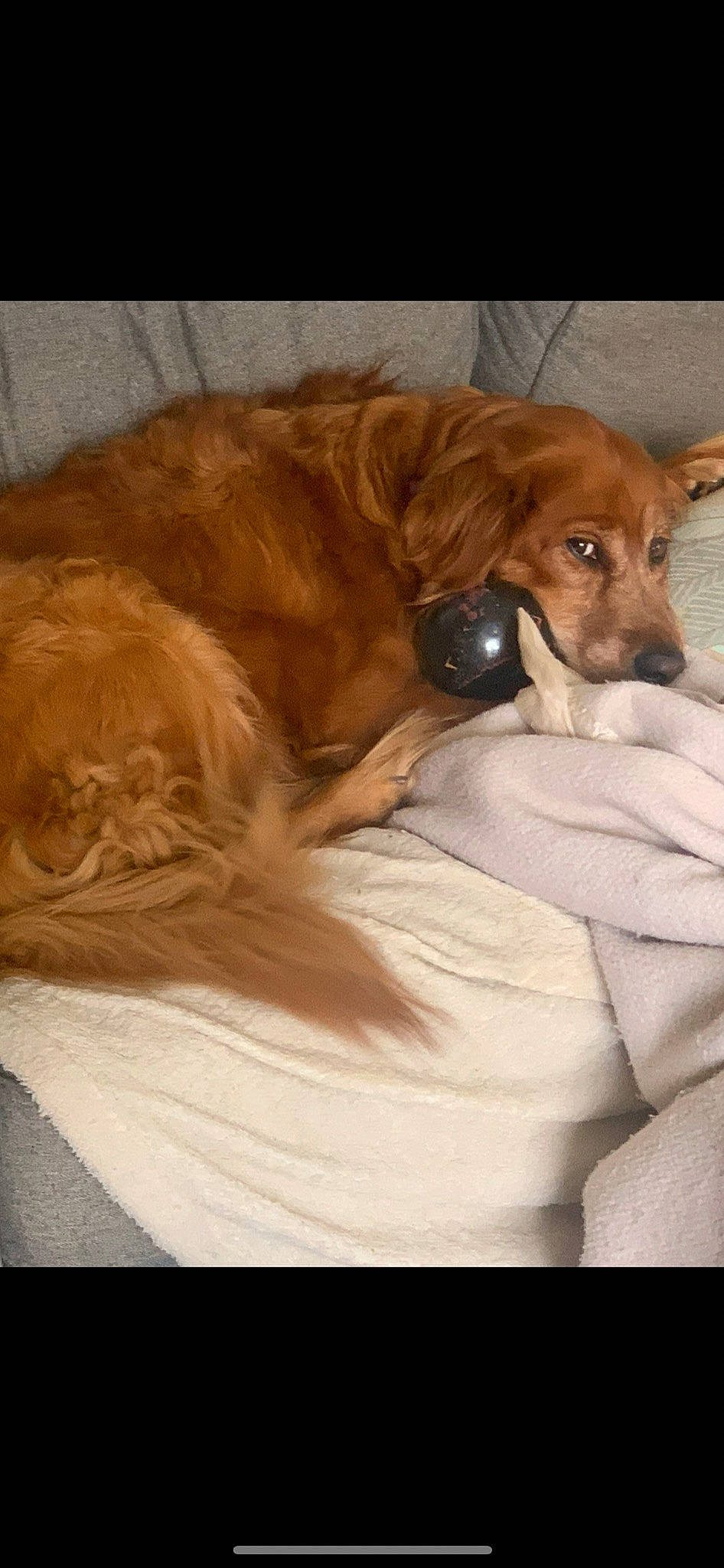 Avery is registered to the contest to win money with this photo: bed, brown, carnivore, comfort, companion_dog, dog, dog_breed, dog_supply, ear, fawn, fur, linens, liver, paw, pet_supply, sporting_group, whiskers, wood, working_animal