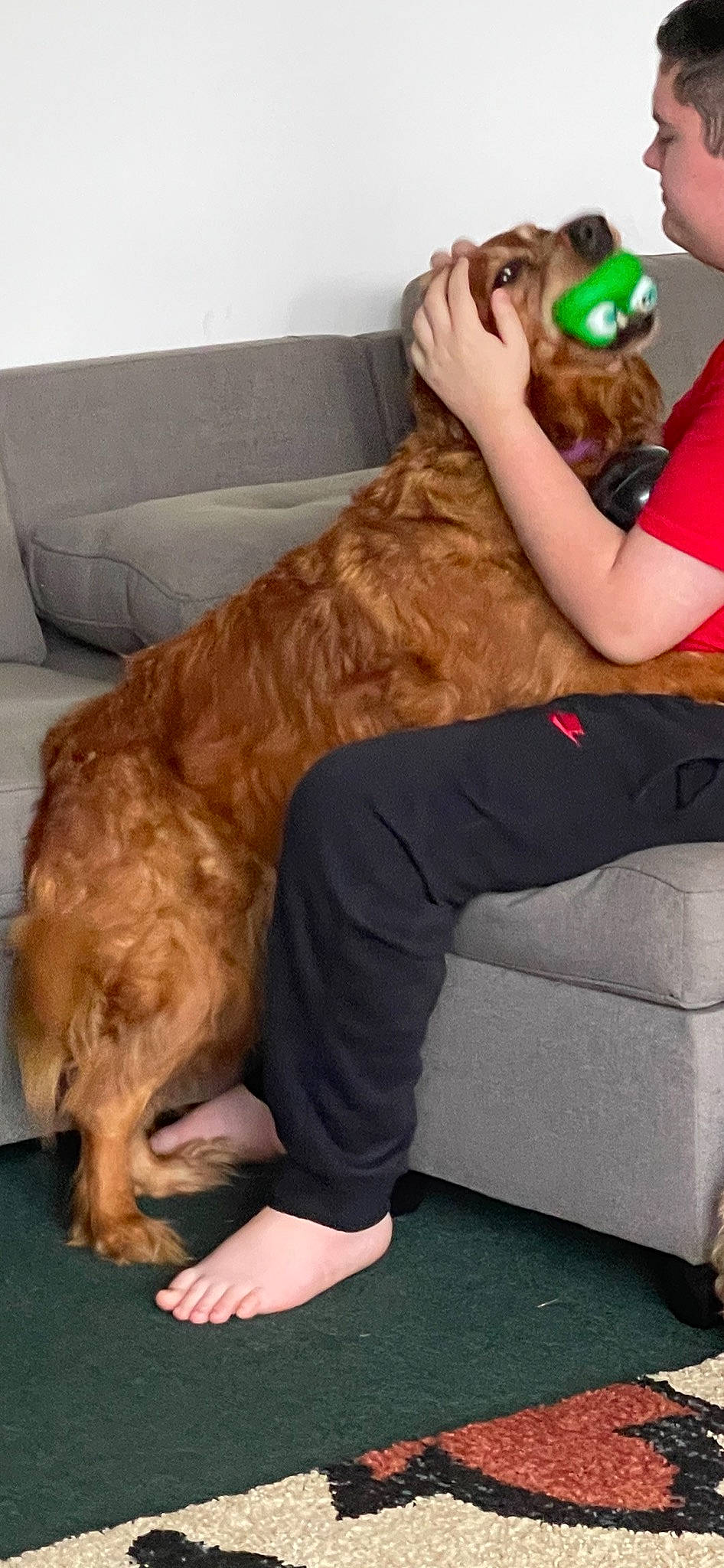 Avery is registered to the contest to win money with this photo: canidae, carnivore, comfort, companion_dog, dog, dog_breed, fawn, flooring, foot, fun, fur, happy, human_leg, knee, lap, liver, sitting, sporting_group, tail, thigh