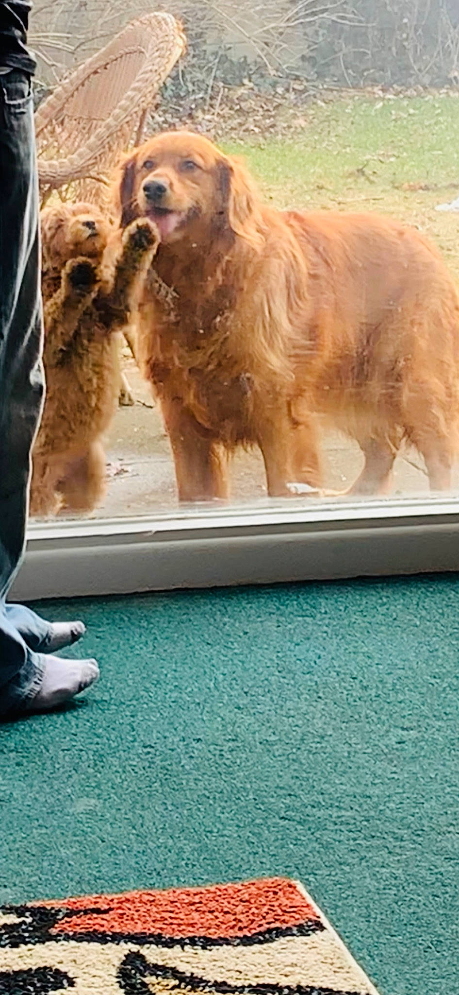 Avery is registered to the contest to win money with this photo: ancient_dog_breeds, art, canidae, carnivore, companion_dog, dog, dog_breed, flooring, foot, fur, giant_dog_breed, human_leg, liver, recreation, shoe, snout, sporting_group, water, wildlife, working_dog