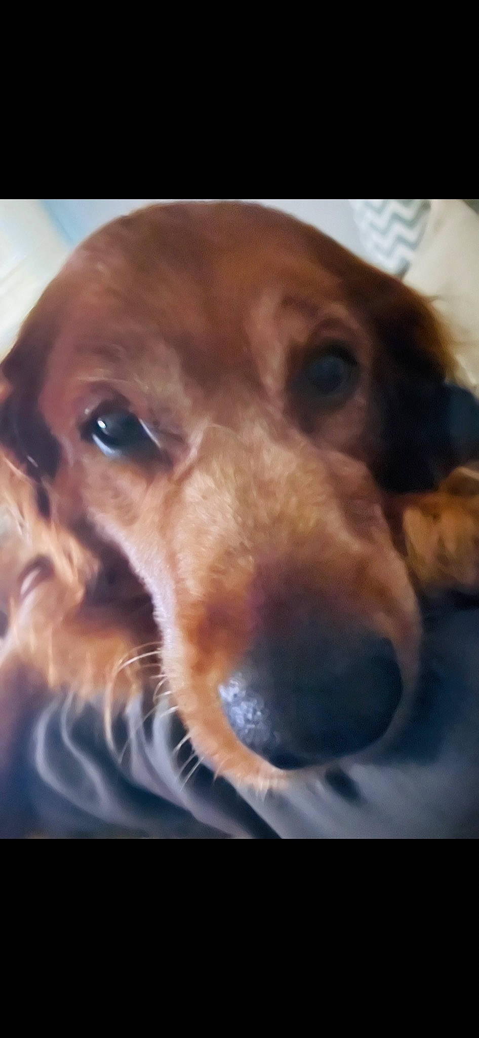 Avery joined the competition — help win amazing prizes! canidae, carnivore, companion_dog, dog, dog_breed, ear, fawn, fur, jaw, liver, pet_supply, smile, sporting_group, terrestrial_animal, whiskers, working_animal