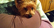 Ictor a rejoint le concours — aidez-le/la à gagner de superbes lots ! australian_silky_terrier, australian_terrier, biewer_terrier, cairn_terrier, canidae, carnivore, companion_dog, dog, dog_breed, fawn, mammal, norwich_terrier, small_terrier, terrier, toy_dog, yorkshire_terrier