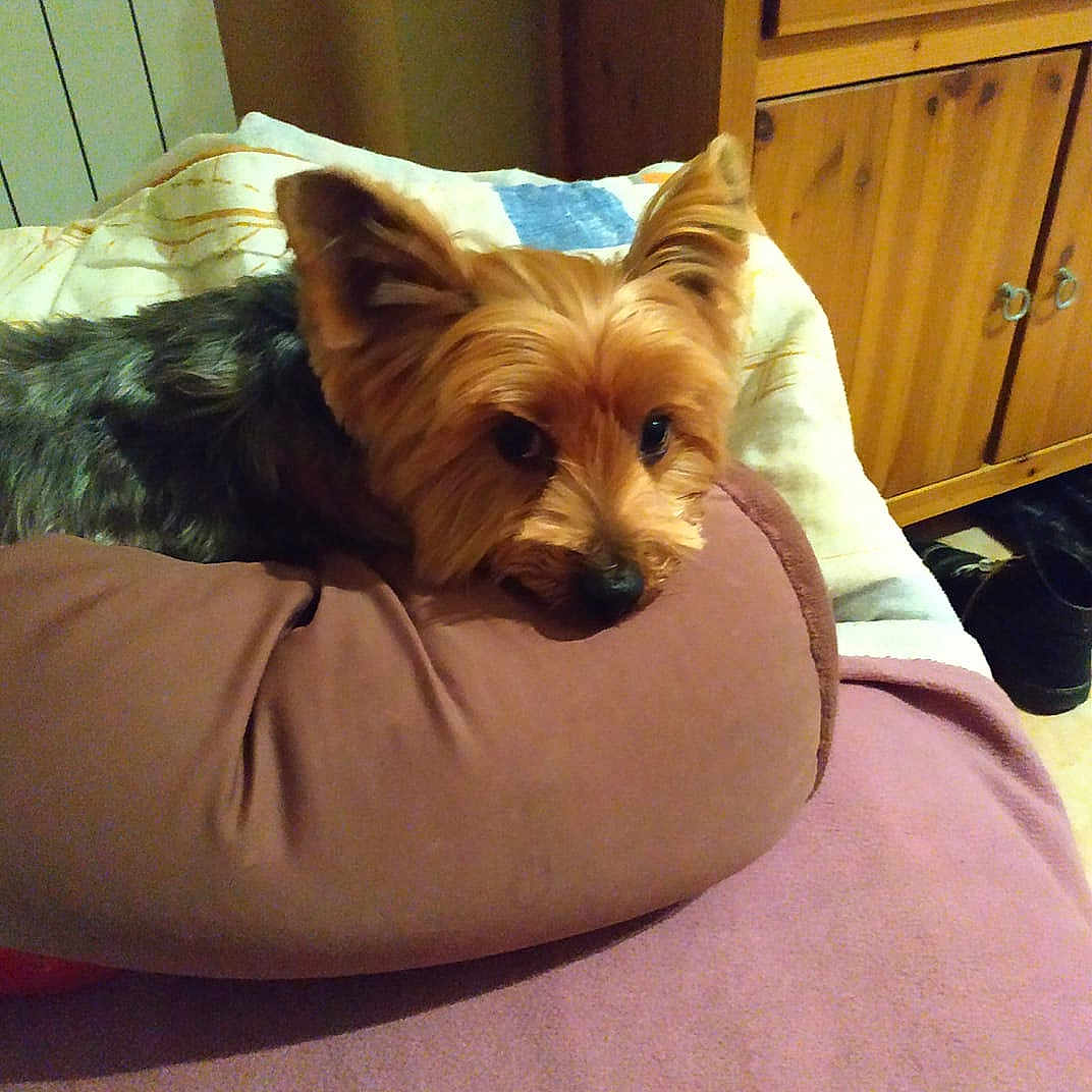 Ictor a rejoint le concours — aidez-le/la à gagner de superbes lots ! australian_silky_terrier, australian_terrier, biewer_terrier, cairn_terrier, canidae, carnivore, companion_dog, dog, dog_breed, fawn, mammal, norwich_terrier, small_terrier, terrier, toy_dog, yorkshire_terrier