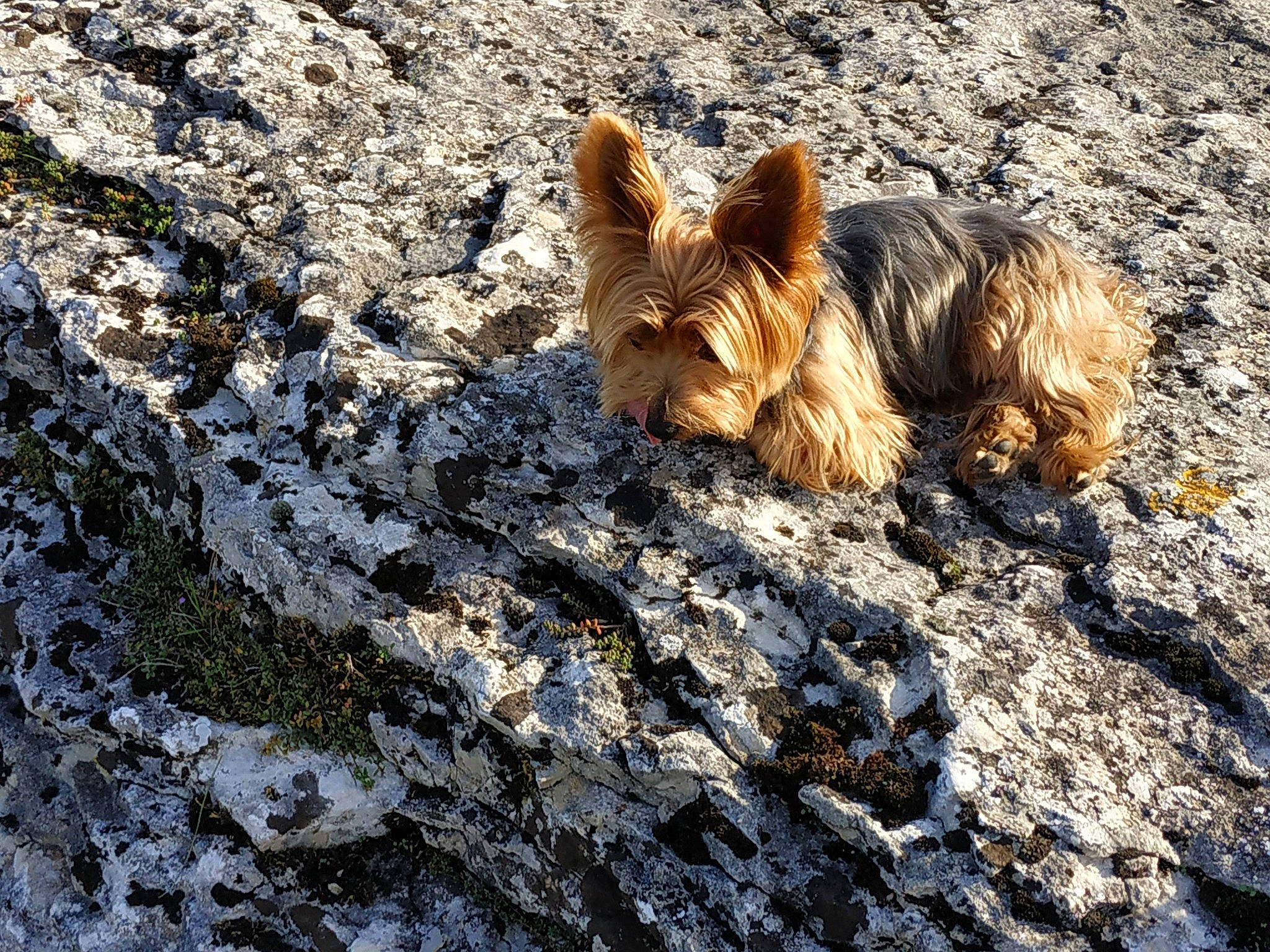 Ictor a rejoint le concours — aidez-le/la à gagner de superbes lots ! australian_terrier, cairn_terrier, canidae, carnivore, dog, dog_breed, fawn, norwich_terrier, rock, small_terrier, terrier, wildlife