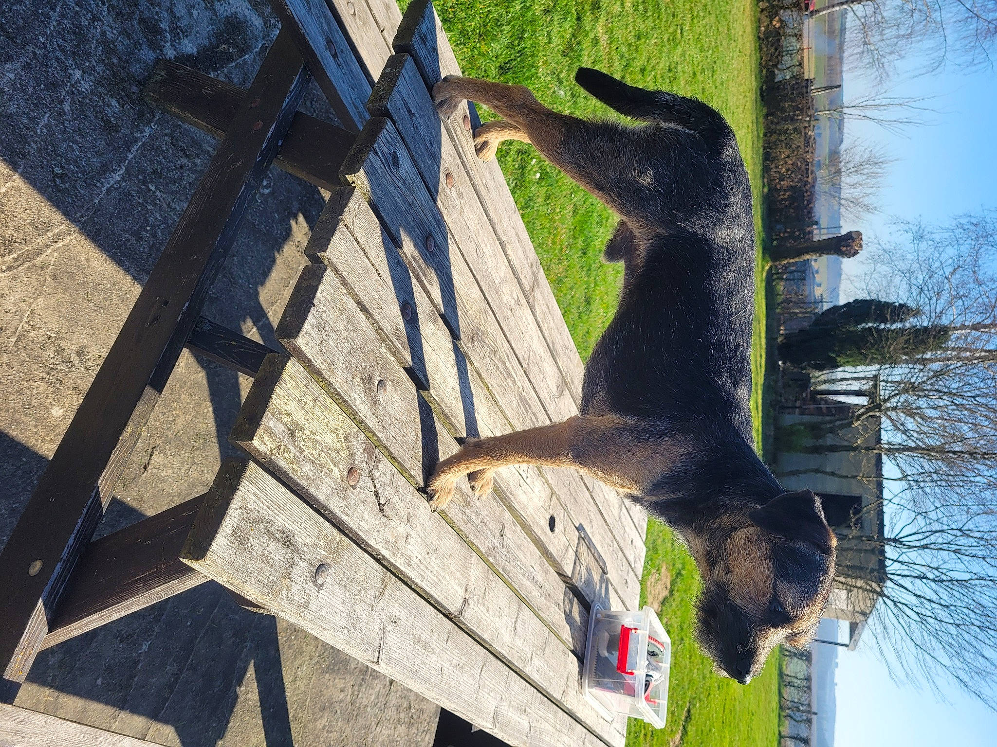 Robert participe au concours pour gagner de l'argent avec cette photo : art, beak, building, carnivore, felidae, fur, grass, house, palm_tree, plant, shadow, sky, small_to_medium_sized_cats, tail, terrestrial_animal, tree, trunk, twig, window, wood
