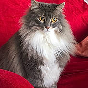 Le Chat a rejoint le concours — aidez-le/la à gagner de superbes lots ! cat, fluffy, gray, white, yellow_eyes, pet, domestic_animal, feline, sitting, indoor, blanket, red, cozy, fur, portrait, animal, cute, whiskers, window, relaxed