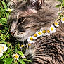 animal, cat, close_up, cute, daisy_chain, floral_necklace, flowers, fluffy_fur, grass, gray_cat, greenery, nature, outdoor, peaceful, pet, relaxing, serene, summer, sunlight, whiskers