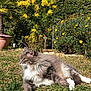 animal, bush, cat, daytime, fluffy, fur, garden, grass, gray, greenery, lying_down, nature, outdoor, peaceful, pet, plant, relaxing, sunlight, white, yellow_flowers