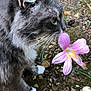 cat, closeup, curious, earth, feline, flower, garden, gray_cat, green_stem, ground, leaves, nature, outdoor, pet, pink_flower, plant, small_stones, whiskers, white_paws