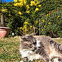 animal, blue_sky, bushes, cat, daylight, fluffy, garden, grass, gray_cat, greenery, nature, outdoor, pet, plants, relaxing, summer, sunny, tree_pot, white_fur, yellow_flowers