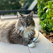 Le Chat participe au concours pour gagner de l'argent avec cette photo : animal, cat, closeup, concrete, ears, eyes, feline, fluffy, gray_cat, greenery, laying_down, nature, outdoor, pet, portrait, relaxed, stick, sunlight, whiskers, white_paws