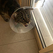 Chips participe au concours pour gagner de l'argent avec cette photo : animal, cat, collar, cone_collar, domestic_cat, door_frame, ears, feline, floor, glass_door, indoor, light, looking_up, mouth_open, pet, shadow, tabby_cat, tile_floor, whiskers, window