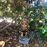 Chips participe au concours pour gagner de l'argent avec cette photo : animal, bushes, cat, curious, daylight, dirt, feline, glass_bowl, ground, kitten, leaves, nature, outdoor, pet, playful, shade, small, tabby, tongue_out, young