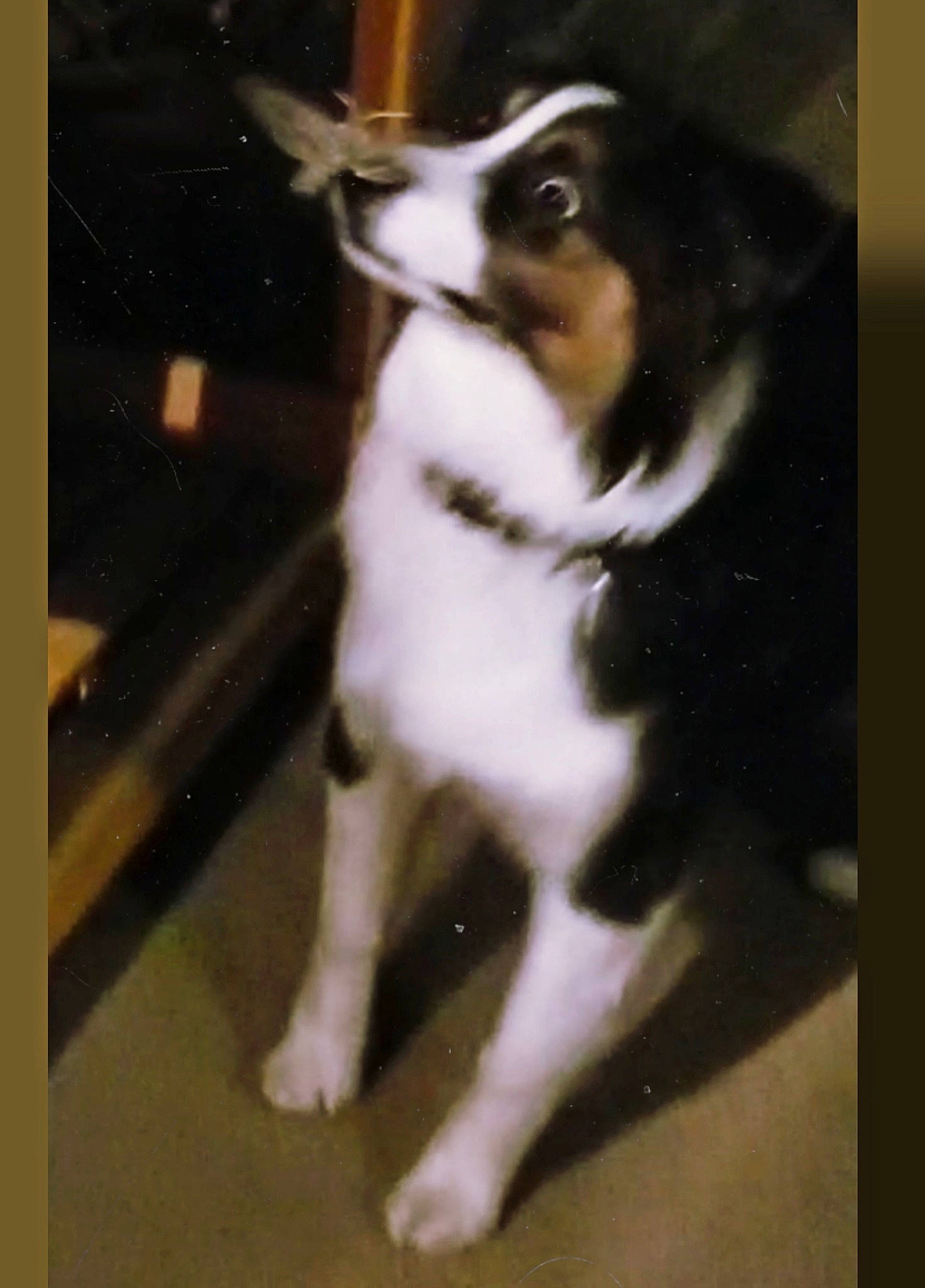 Lylah joined the competition — help win amazing prizes! australian_shepherd, carnivore, companion_dog, dog, dog_breed, fur, herding_dog, paw, photo_caption, rectangle, sporting_group, tail, terrestrial_animal, tints_and_shades, toy_dog, whiskers, working_animal, working_dog