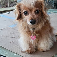 Ruby joined the competition — help win amazing prizes! dog, small_dog, fluffy, heart_tag, cardboard, glass_table, outdoor, pet, cute, fur, brown_fur, sitting, close_up, animal, collar, eyes, nose, ears, background, garden